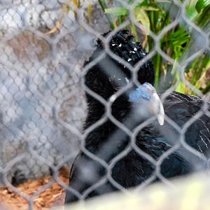 Blue Billed Curassow-LLPA
