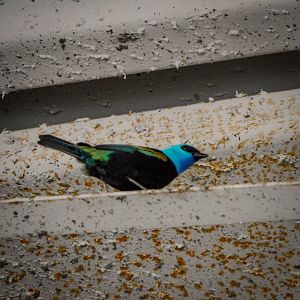 Blue Necked Tanager-LLPA