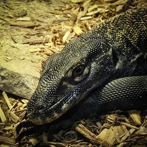 Komodo Dragon-LLPA