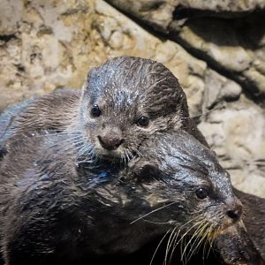 Asian Small Clawed Otters-LLPA