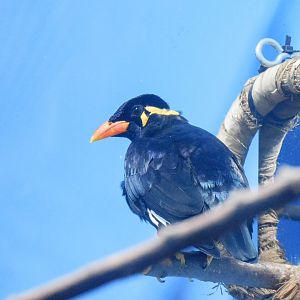 Hill Mynah-LLPA