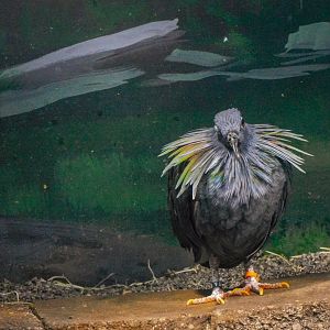 Nicobar Pigeon-LLPA