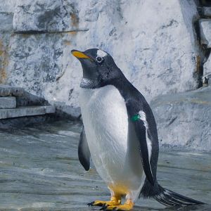 Gentoo Penguin-LLPA