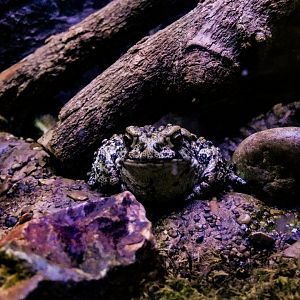Boreal Toad-LLPA