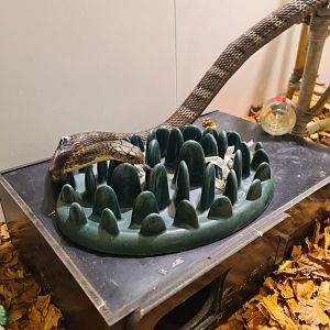 Behavioral Enrichment Chinese King cobra