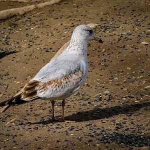 Ring Billed Gull(1st cycle)-Bear River Migratory Bird Refuge-UT