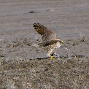 Merlin(prarie)-Bear River Migratory Bird Refuge-UT