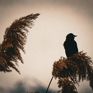 Red Winged Blackbird-Bear River Migratory Bird Refuge-UT