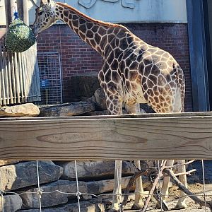 Chattanooga Zoo - Giraffe