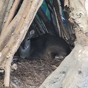 Chattanooga Zoo - Blue Duiker