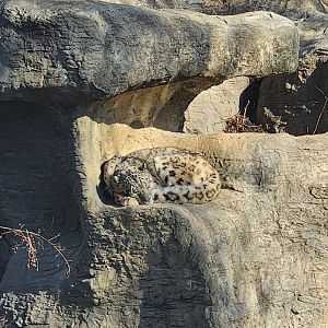 Chattanooga Zoo - Snow Leopard