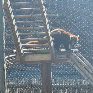Chattanooga Zoo - Red Panda