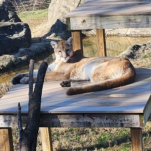 Chattanooga Zoo - Cougar