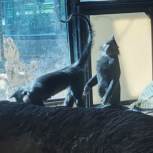 Chattanooga Zoo - Black Crested Mangabey