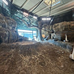 Chattanooga Zoo - Mangabey/Chimpanzee indoor exhibit