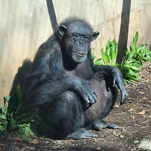 Chattanooga Zoo - Chimpanzee