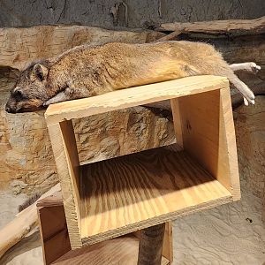 Chattanooga Zoo - Rock Hyrax