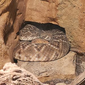 Chattanooga Zoo - Crotalus atrox
