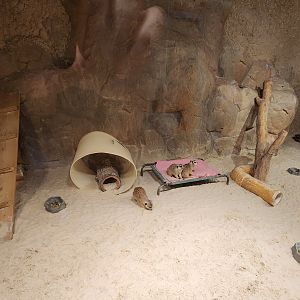 Chattanooga Zoo - Meerkats in exhibit