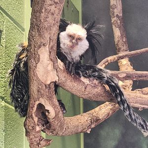 Chattanooga Zoo - White-headed (Geoffroy's) Marmoset