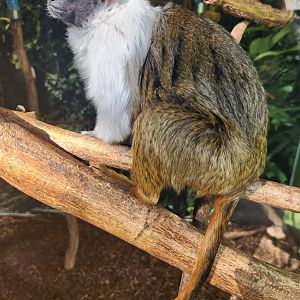 Chattanooga Zoo - Pied Tamarin