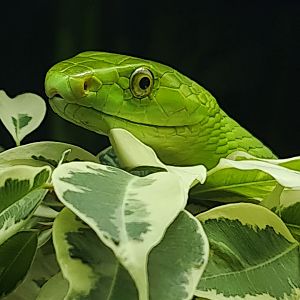 Eastern green mamba