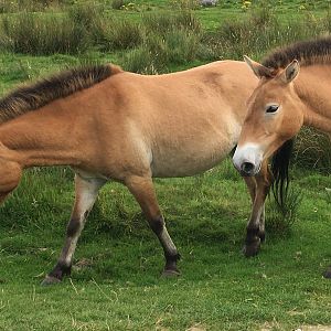 Przewalski's Horse Pair