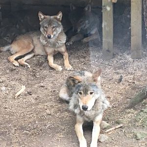 Group of Eurasian Grey Wolves