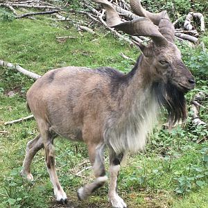 Male Turkmenian Markhour