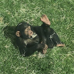 Young Chimp playing with a rock