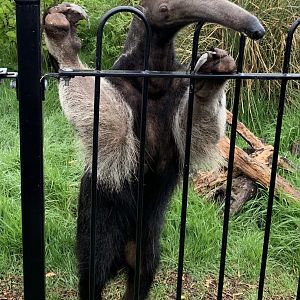 Male Giant Anteater, Diego