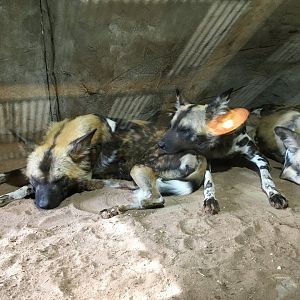 Pile of African Painted Wolves