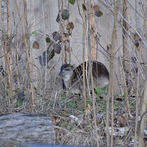 Western blue duiker