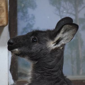 Eastern wallaroo