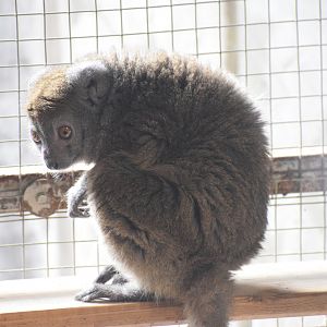 Northern bamboo lemur