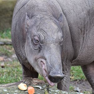 Sulawesi babirusa