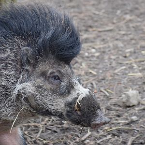 Negros warty pig
