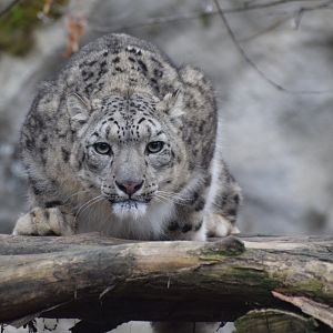 Snow leopard