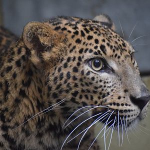 Sri Lankan leopard