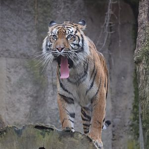 Sumatran tiger