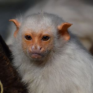 Silvery marmoset