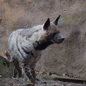 Arabian striped hyena