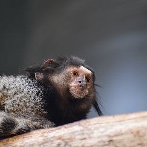 Black-tufted marmoset