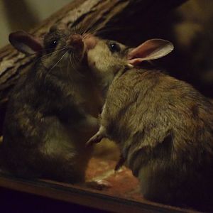 Malagasy jumping rat
