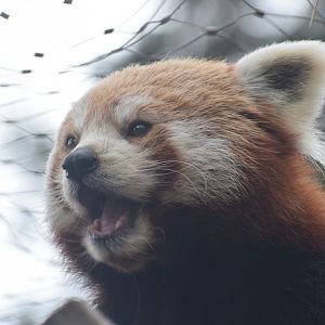 Nepalese red panda
