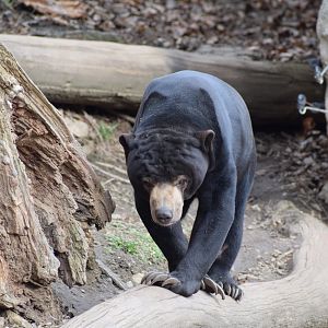Malayan sun bear