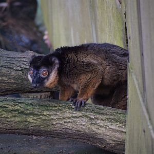 Collared brown lemur