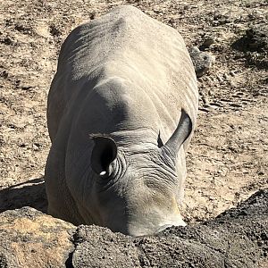 Southern White Rhino