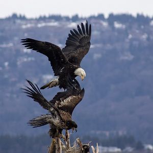 Bald Eagles - Alaska