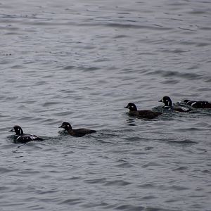 Harliquin Ducks - Alaska